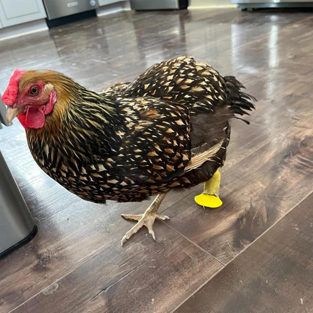 Набор из 4 пластиковых шин для куриной лапы для травмированной птицы и домашней птицы, протекторы для безопасного восстановления и безопасности, фиксирующие шины