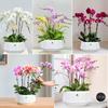 Meshpot Orchid Pot with Holes Plastic Flower Pot Decorative African Violet Pots with Air-Pruning and Good Air Circulation