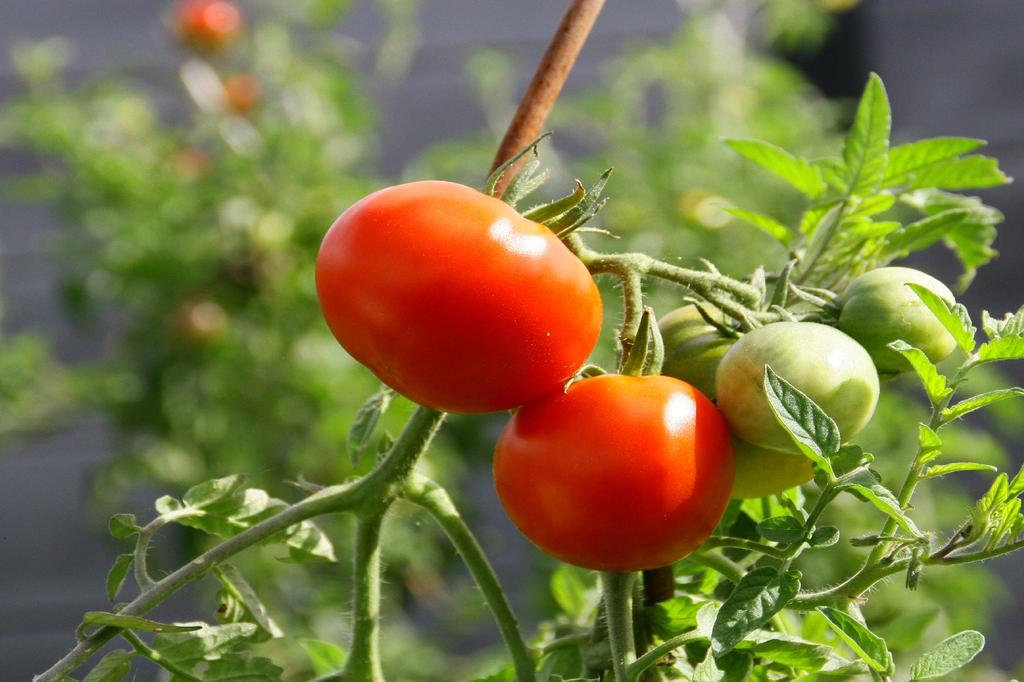 SAFLAX Garden in the Bag - Органический - Помидор - Principe Borghese - 10 семян - С субстратом в подходящем стоячем пакете - Solanum lycopersicum