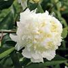 5 Peony Seeds WHITE  " -FRESH SEEDS