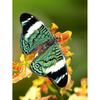 DIY Diamond Embroidery 5D Diamond Painting Butterfly Diamond Mosaic Cross Stitch Kits Rhinestones Wall Art Home Decor Gift