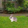 Rabbit Animal Statue Stake Decorative Garden Stake for Porch Path Garden
