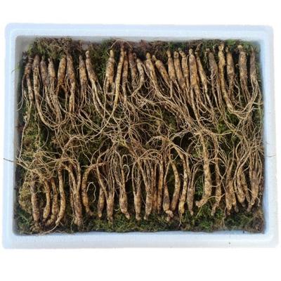 Натуральный женьшень Дикий женьшень Дикий женьшень Уродливый зеленый женьшень 4-5-летний дикий женьшень Дикий женьшень Камфорный женьшень