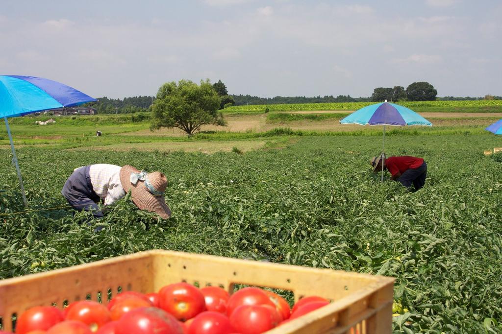 Томатный сок Kagome Centennial Quality 190 г x 30 бутылок