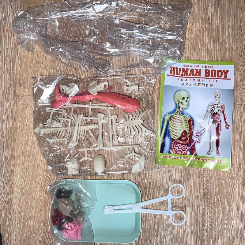 Human Body Model for Kids, Skeleton Science Model Kit That Glows In The Dark, 30 Pieces Anatomy Model, Interactive Educational Toys for Kids