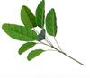 Artificial Green Plants: Large Banana Leaves, Monstera, Spring Feather, Areca Palm & Fan Tail Palm for Home and Garden Decor