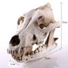 Wolf Skull Resin Head Skeleton Figurine Aquarium Home Decor