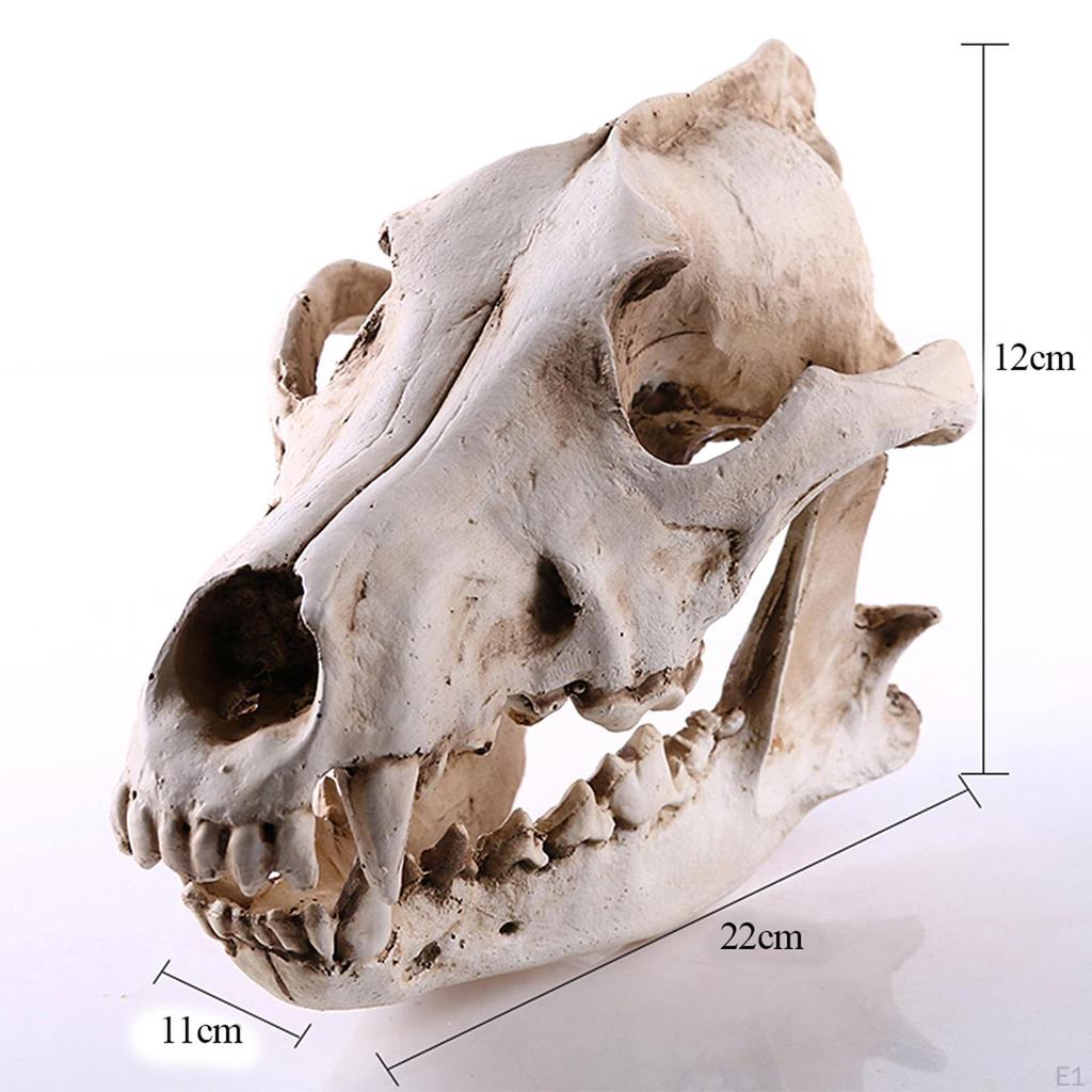 Wolf Skull Resin Head Skeleton Figurine Aquarium Home Decor