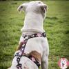 DURABLE COLLAR double fastening tape LARGE DOG / 30 Ukory skull pattern
