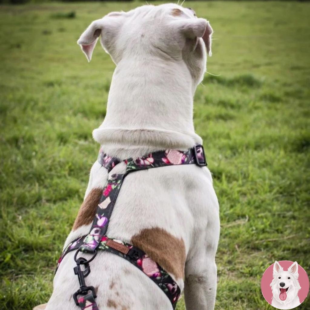 DURABLE COLLAR double fastening tape LARGE DOG / 30 Ukory skull pattern