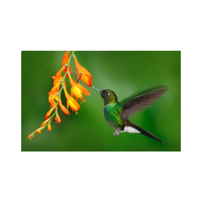 Плакаты и принты с колибри, картина на холсте, птицы, животные, куадрос, настенные художественные картины для гостиной, современный домашний декор, без рамки