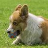 Светодиодный колокольчик Ding Dong Pet Pet, большой, 8 см, разные цвета, 1 шт.