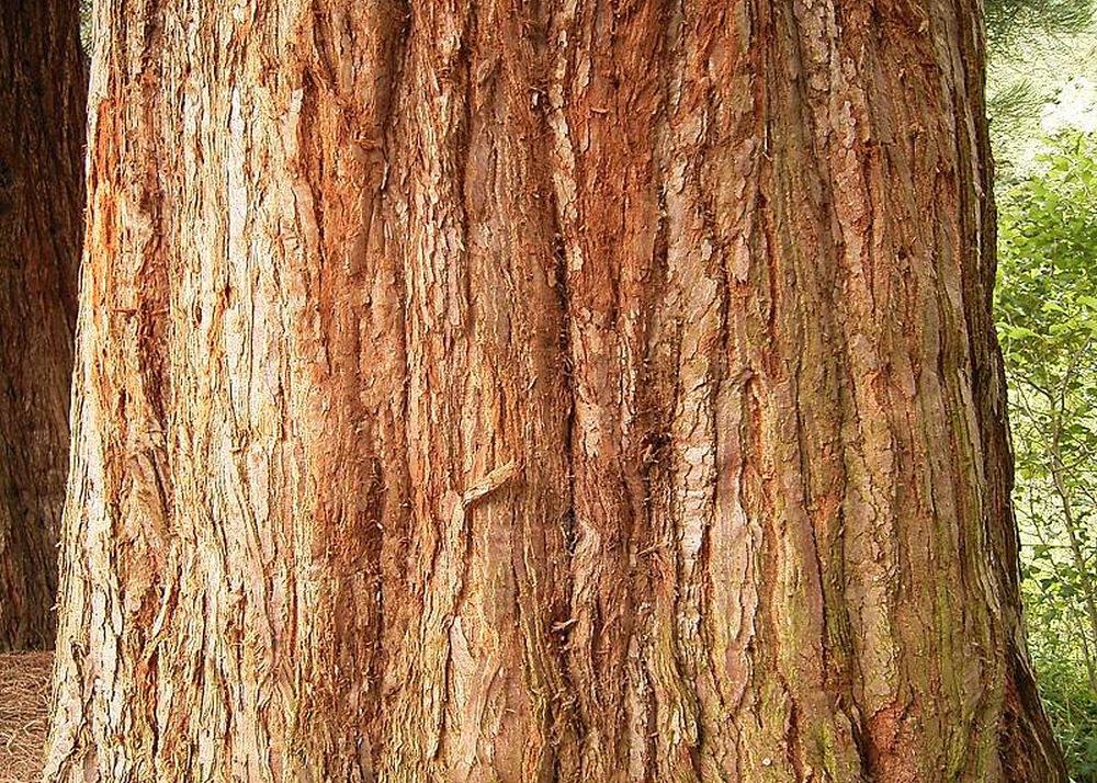 SAFLAX California Giant Redwood - 50 семян - С горшечным субстратом для лучшего выращивания - Sequoiadendron gigantea