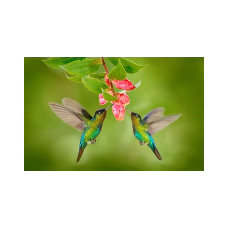 Плакаты и принты с колибри, картина на холсте, птицы, животные, куадрос, настенные художественные картины для гостиной, современный домашний декор, без рамки