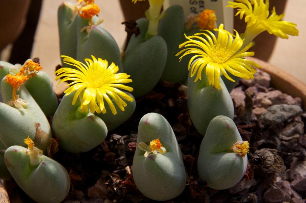 SAFLAX Garden in the Bag - Цветущие камни / Conophytum Mix - 40 семян - С субстратом в подходящем стоячем пакете - Conophytum Mix