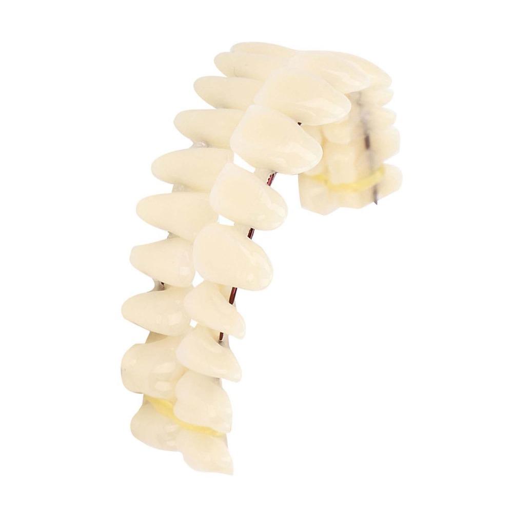 1Pair Removable Resin Denture Teeth Set Dental Supply DIY False Teeth Dental Lab Use