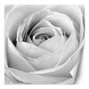 Wallpaper White Rose Flowers