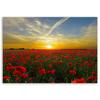 Холст, Луг красных маков на солнце