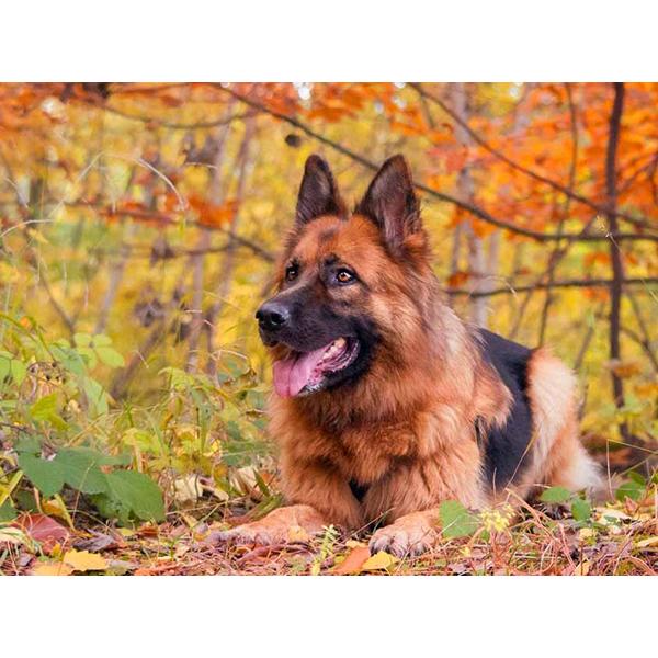 5D DIY Алмазная картина Набор Собака Осенью Искусство Алмазная вышивка Стразы Украшения для дома