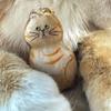 Бутылка для хранения кошачьей шерсти Прозрачный брелок для хранения шерсти питомца для коллекционирования