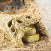 Crocodile Skull Terrarium Ornament Aquarium Terrarium Decoration