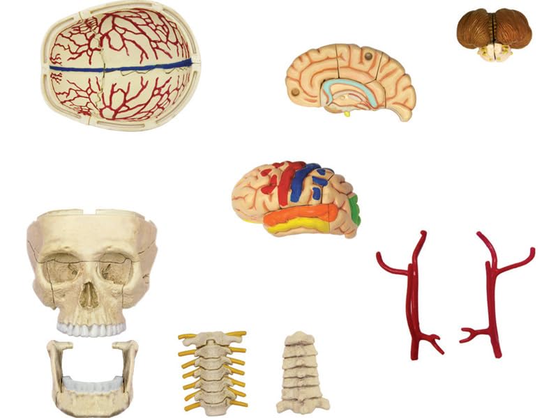 4D Puzzle Human Anatomy Model, Cranial Nerve Skull, 626005, Fame Master, 4D Master Educational Toy, STEM