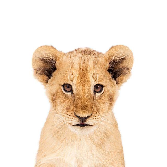 Забавные Милые Кролики Виниловые Наклейки на Автомобиль - Водонепроницаемые и Долговечные