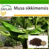 Банан Дарджилинг - 5 семян - С горшечным субстратом для лучшего выращивания - Musa sikkimensis