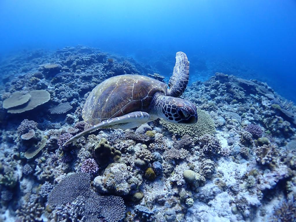 Водонепроницаемый протектор PT-059 (ТГ-7/ТГ-6)