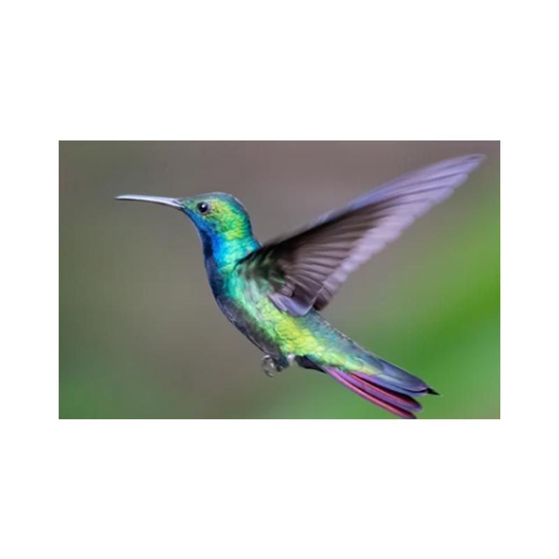 Плакаты и принты с колибри, картина на холсте, птицы, животные, куадрос, настенные художественные картины для гостиной, современный домашний декор, без рамки