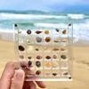 Creative Clear Seashell Display Box Portable Multi-Grid Mini Starfish Conch Craft Organizer Case Container