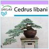 Bonsai - Lebanon Cedar - 20 Seeds - Cedrus Libani