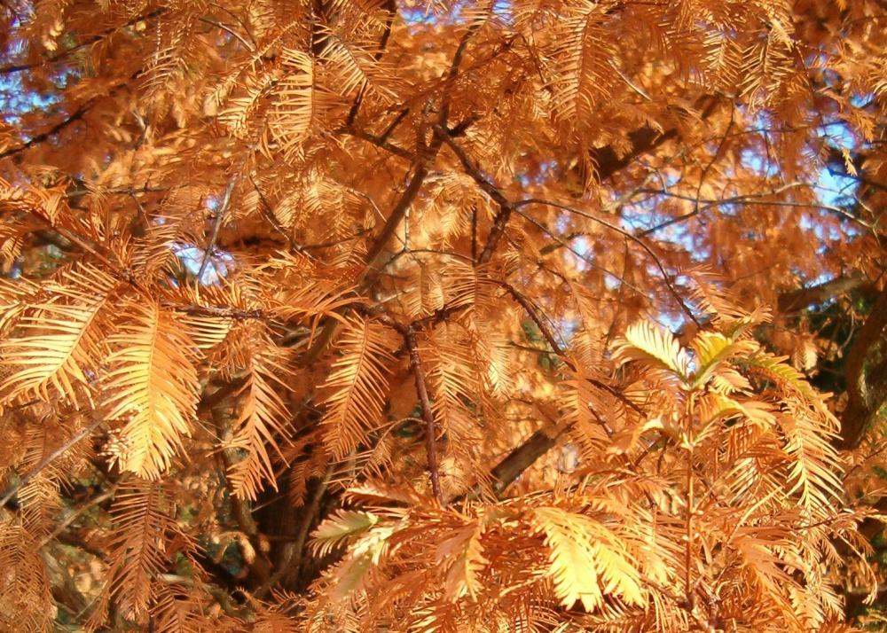 SAFLAX Dawn Redwood - 60 семян - Metasequoia glyptostroboides
