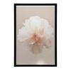 Pastelowy Kwiat W Detalu Pastelowy Kwiat W Detalu, 70X100 Cm, Rama Drewniana Jasny Dąb, Papier Matowy 230 Gsm