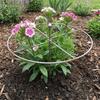 Weather-Resistant Metal Plant Support Ring Peony Flower Support Stake  Plant Growth Fixing