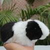 18cm Guinea Pig Fluffy Plush Doll 3D Eyes Rat Hair Realistic Ornament Doll Plushies Lovely Simulation
