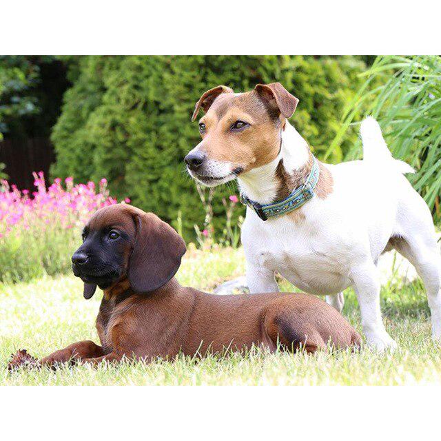 DIY 5D Алмазная картина Собака Милый питомец Вышивка крестом Алмазная вышивка Животное Мозаика Полный дрель Круглый