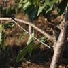 10Pcs High-Strength Fruit Tree Branch Puller Anti-Slip Branch Bending Clips  Outdoor Farm Planting