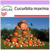 Тыква - Атлантический Гигант - 7 семян - Cucurbita maxima