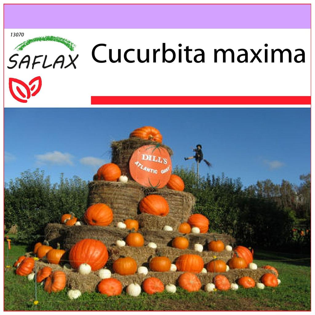 SAFLAX Тыква - Атлантический Гигант - 7 семян - Cucurbita maxima
