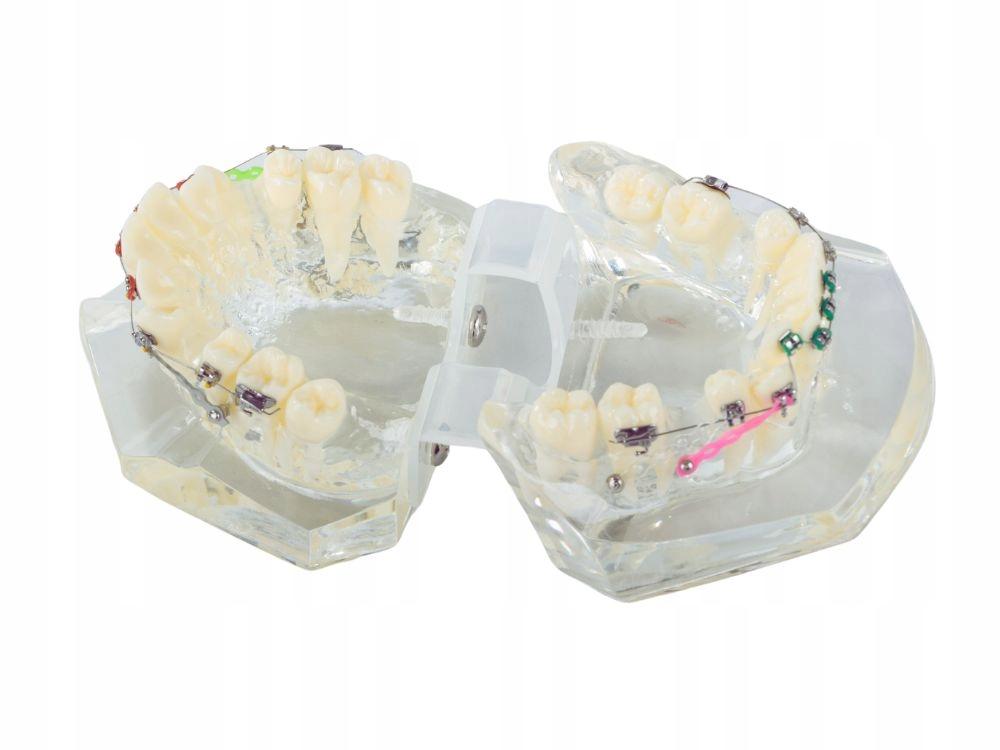 Dental Model Apparatus (100) / 60