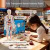 Children's Educational Anatomy Puzzle Toy - Cross-Border Human Skeleton Organ Assembly Model