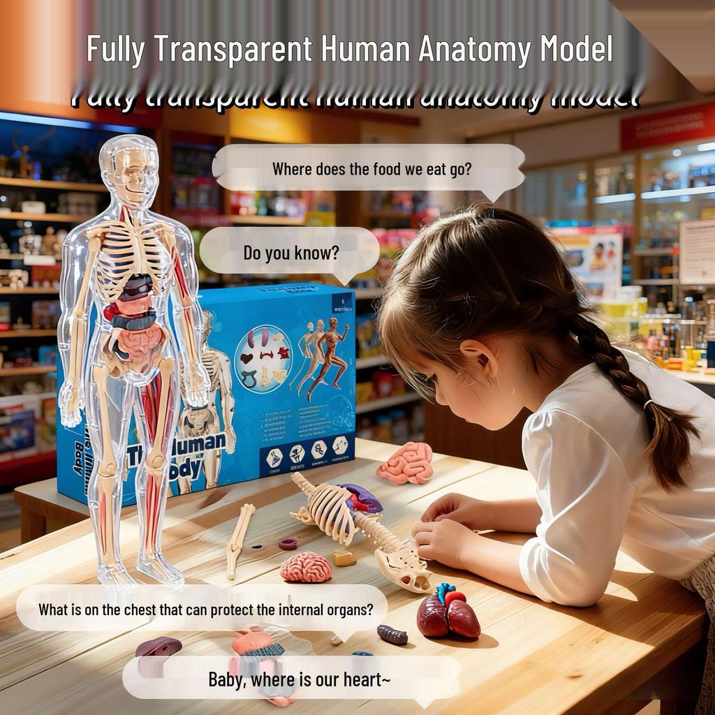 Children's Educational Anatomy Puzzle Toy - Cross-Border Human Skeleton Organ Assembly Model