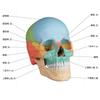 ERLER ZIMMER Magnetic Skull Craniosacral Model Creniotherapy Osteopathy In (Germany) 22-section [Back Stock]
