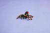 31159 - Lego Creator - Wild Animals: Amazing Spider