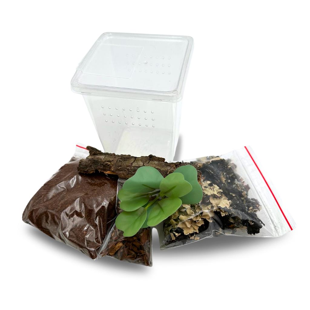 Spider Kit for Young Tree Spiders