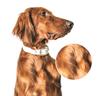 [Laughing Pet] Dog specific immune boosting, fattening, and hair beautifying nutritional supplement