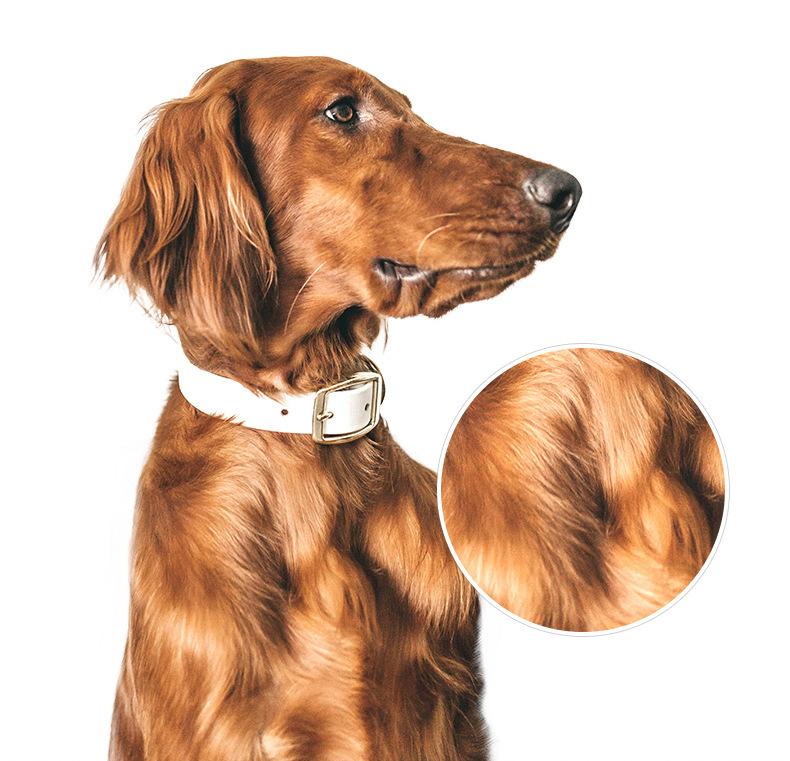 [Laughing Pet] Dog specific immune boosting, fattening, and hair beautifying nutritional supplement