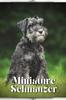 Книга Miniature Schnauzer : Dog Breed Overview and Guide