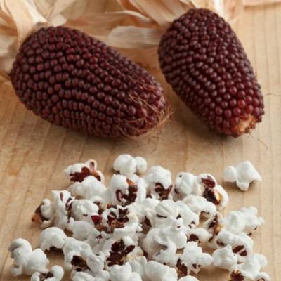 20 семян кукурузы с клубникой и красным деревом